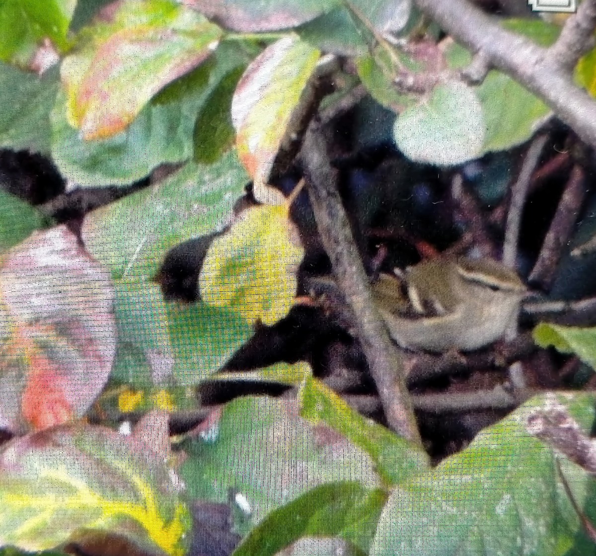 Yellow-browed Warbler - ML645004618