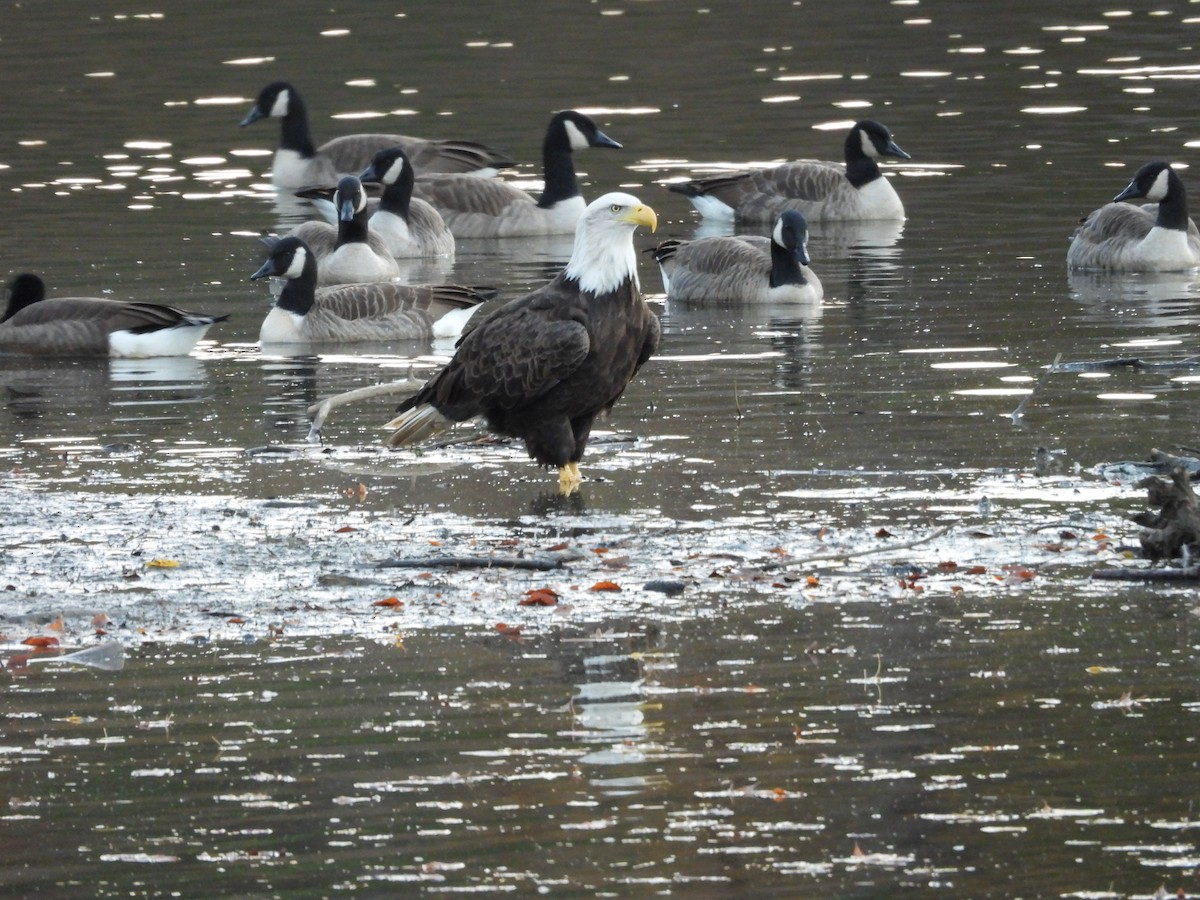 Bald Eagle - ML645004625