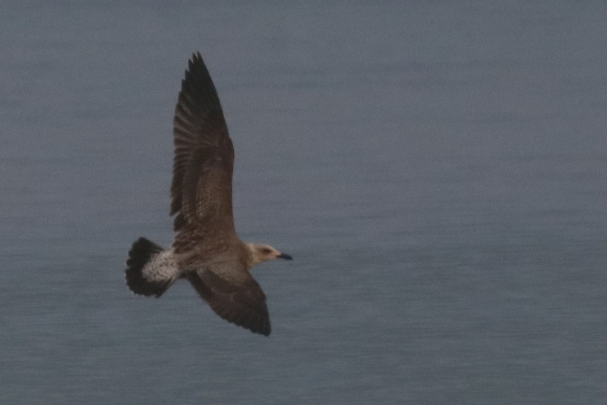 Lesser Black-backed Gull - ML645004670