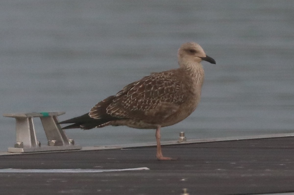 Lesser Black-backed Gull - ML645004671