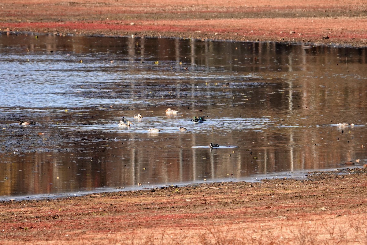 Ahate mokozabal zuria - ML645004700