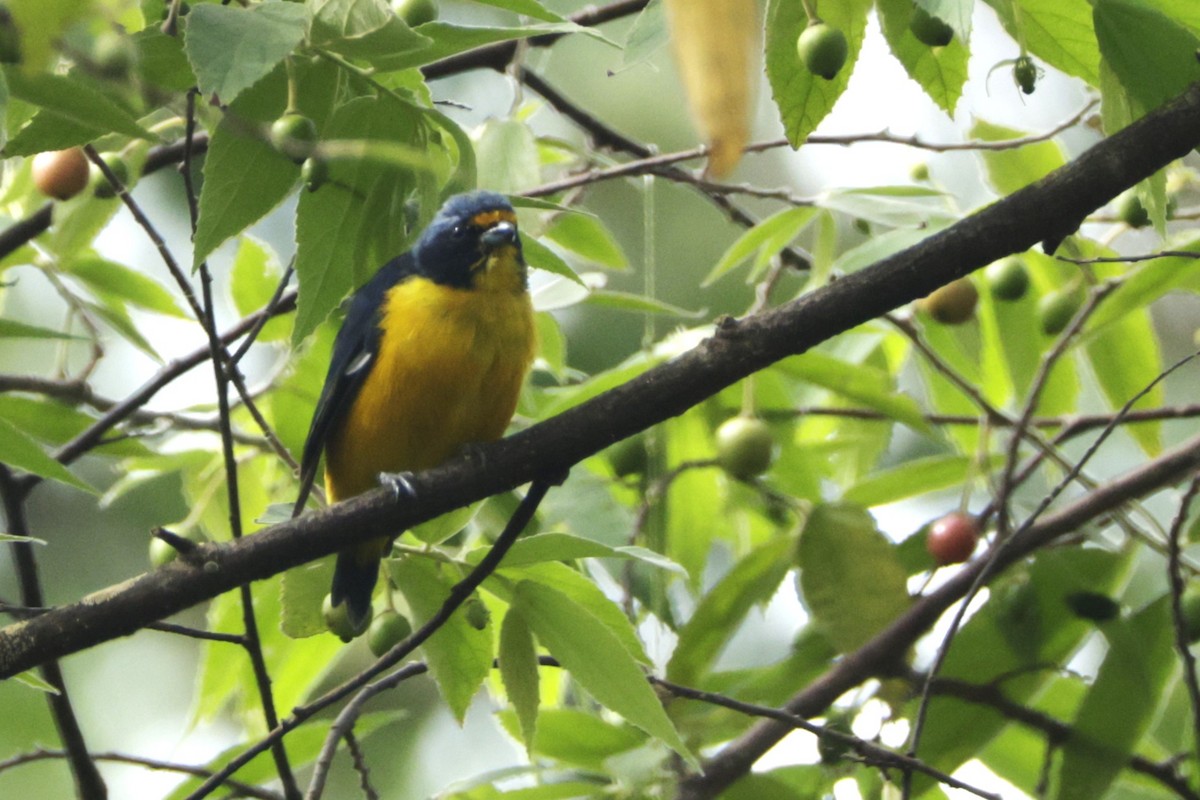 Puerto Rican Euphonia - ML645004716