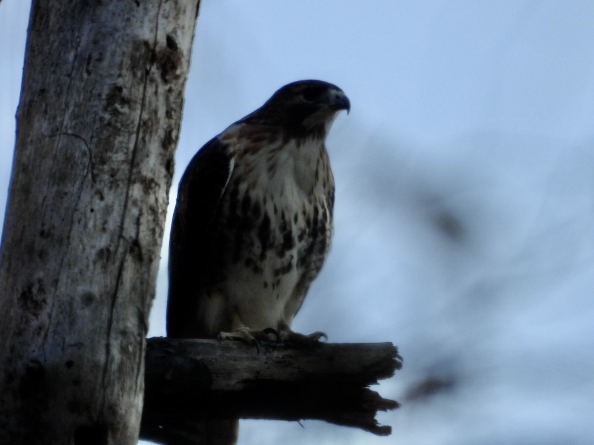 Red-tailed Hawk - ML645004720