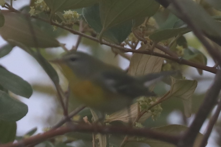 Очковая древесница - ML645004727