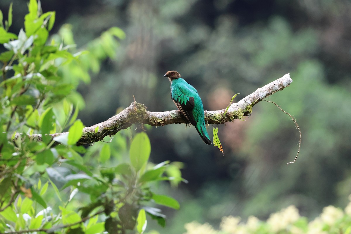 Goldkopftrogon - ML645004734