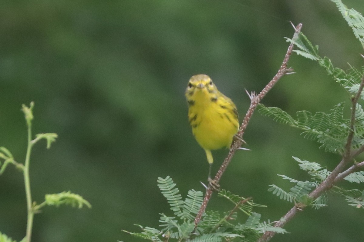 Prairie Warbler - ML645004746