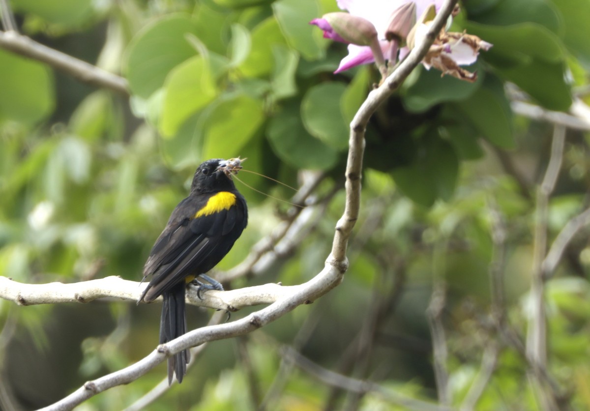 Puerto Rican Oriole - ML645004754