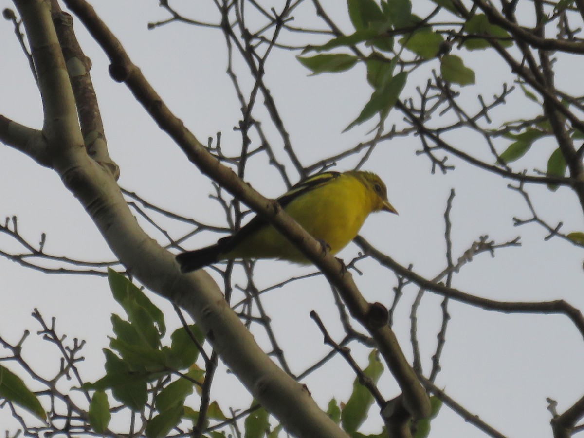 Western Tanager - ML645004774