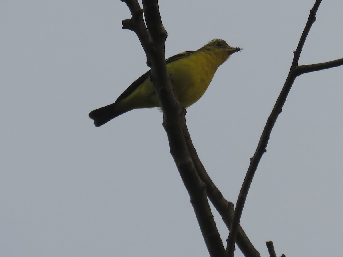 Western Tanager - ML645004775