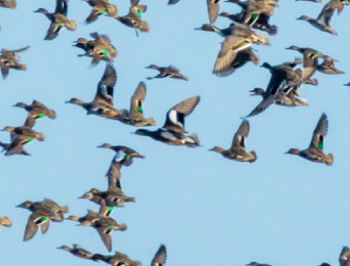 American Wigeon - ML645004780