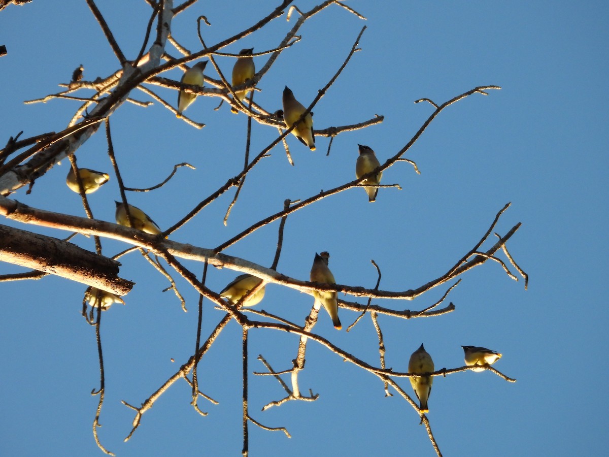 Cedar Waxwing - ML645004787