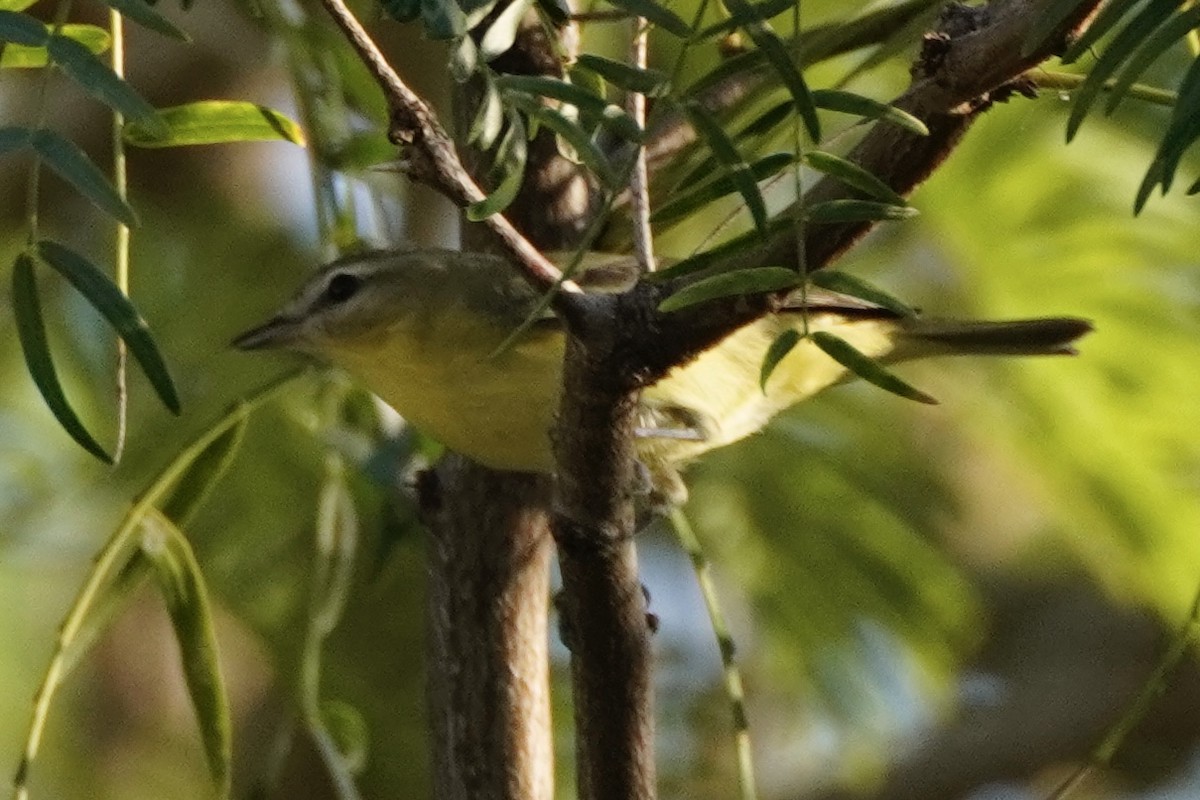 Philadelphia Vireo - ML645004807