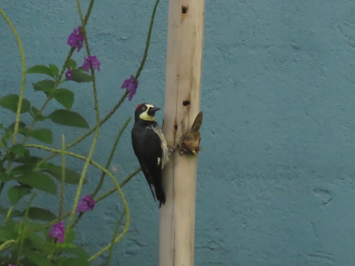 Acorn Woodpecker - ML645004828