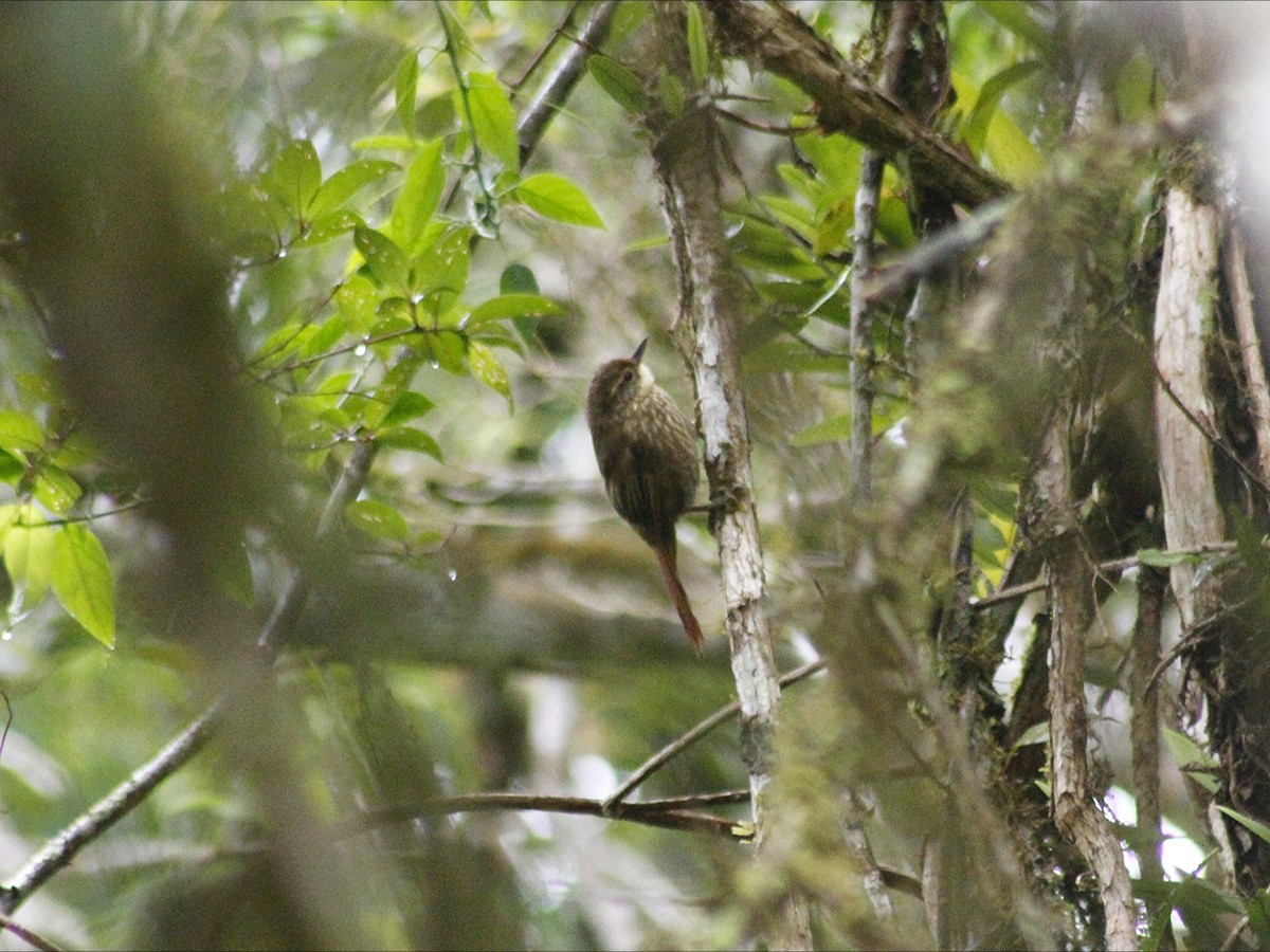 Buff-browed Foliage-gleaner - ML645004830