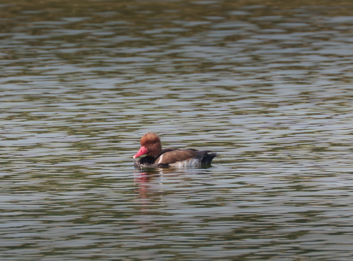 Red-crested Pochard - ML645004831