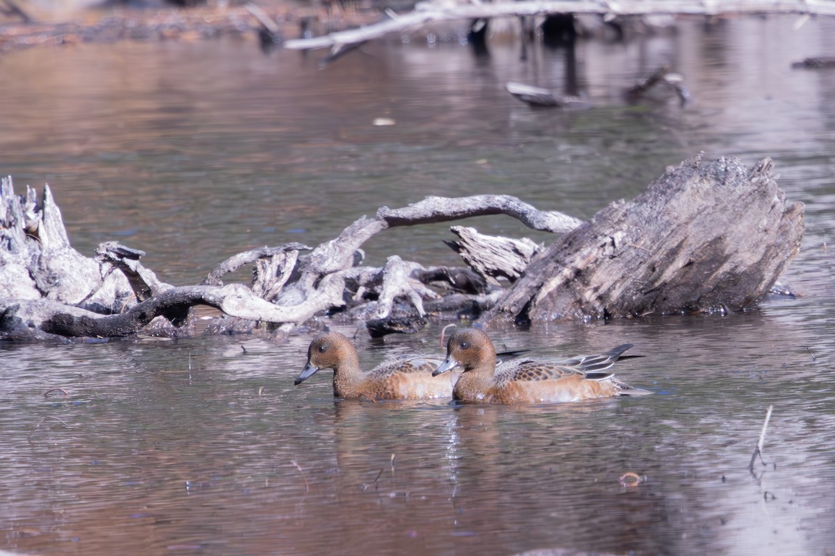 Eurasian Wigeon - ML645004836