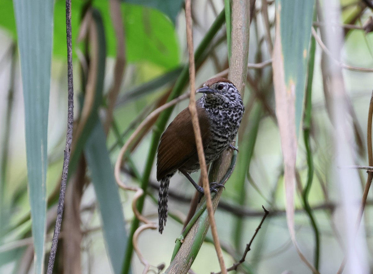 Speckle-breasted Wren (Marañon) - ML645004863