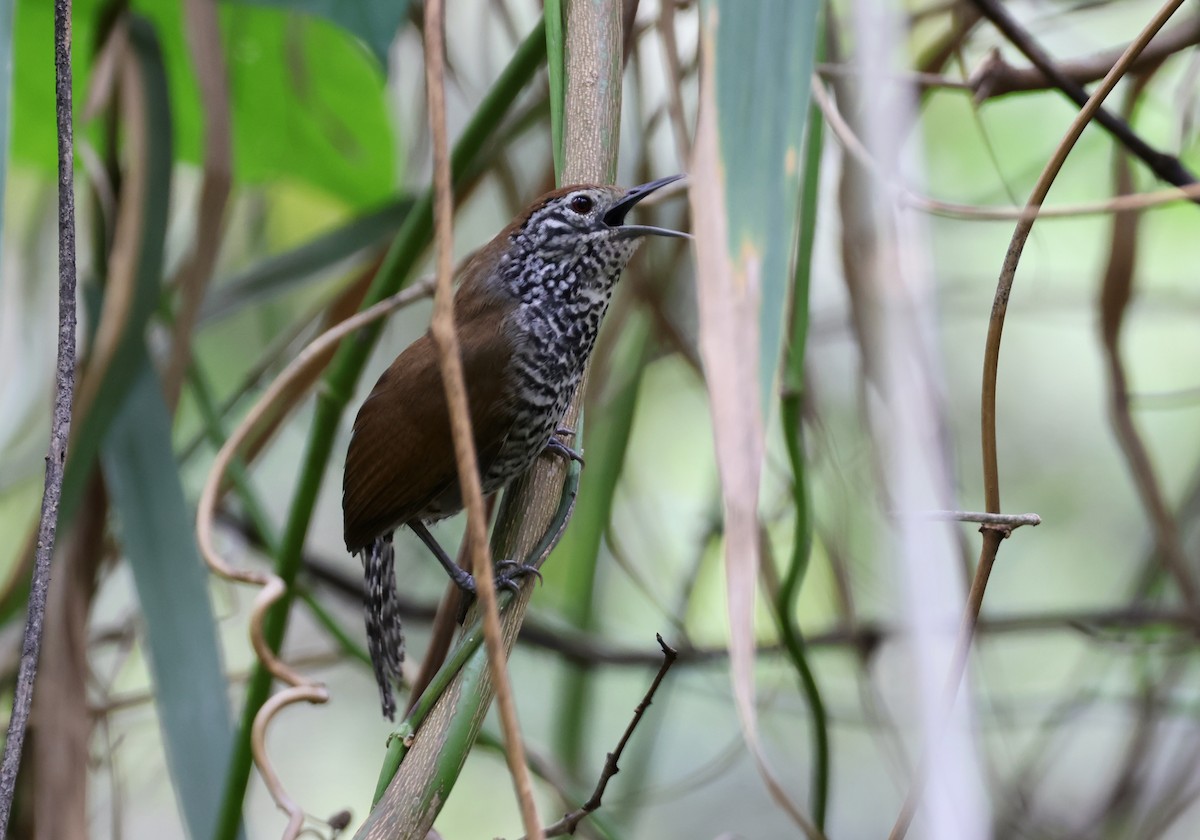 Speckle-breasted Wren (Marañon) - ML645004864