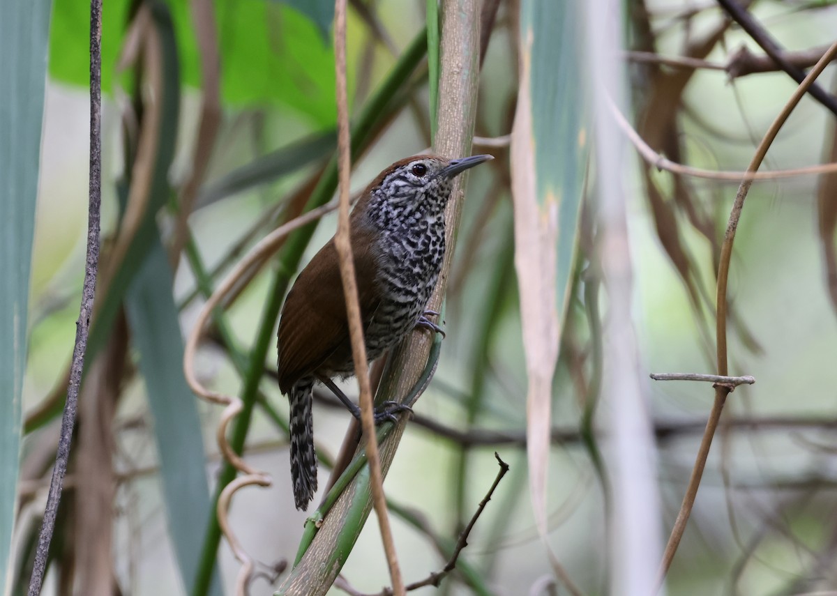 Speckle-breasted Wren (Marañon) - ML645004865