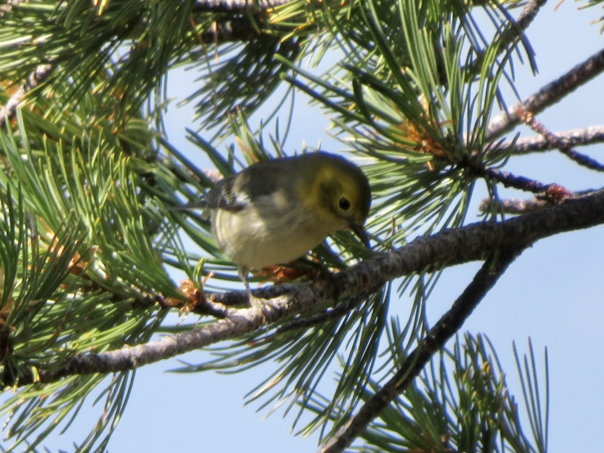 Paruline à tête jaune - ML645004884