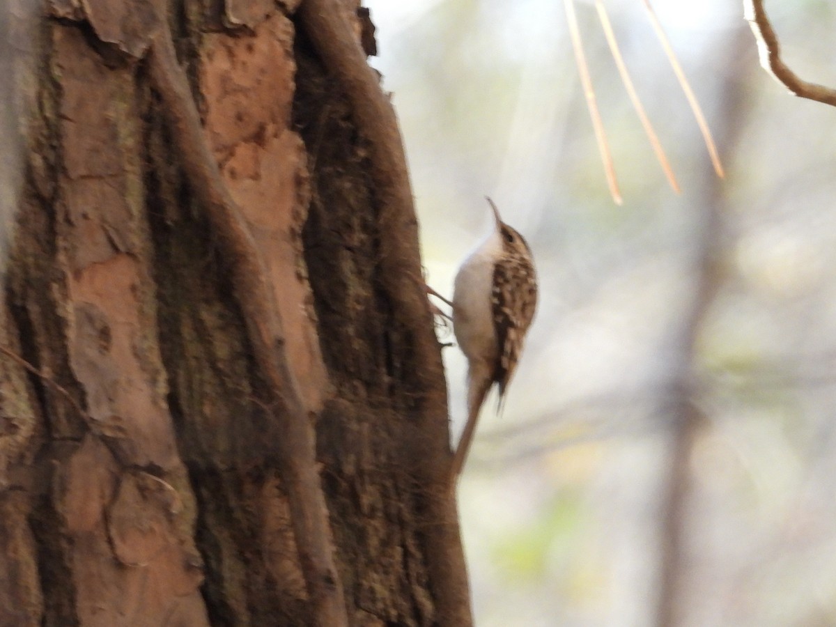 Brown Creeper - ML645004887