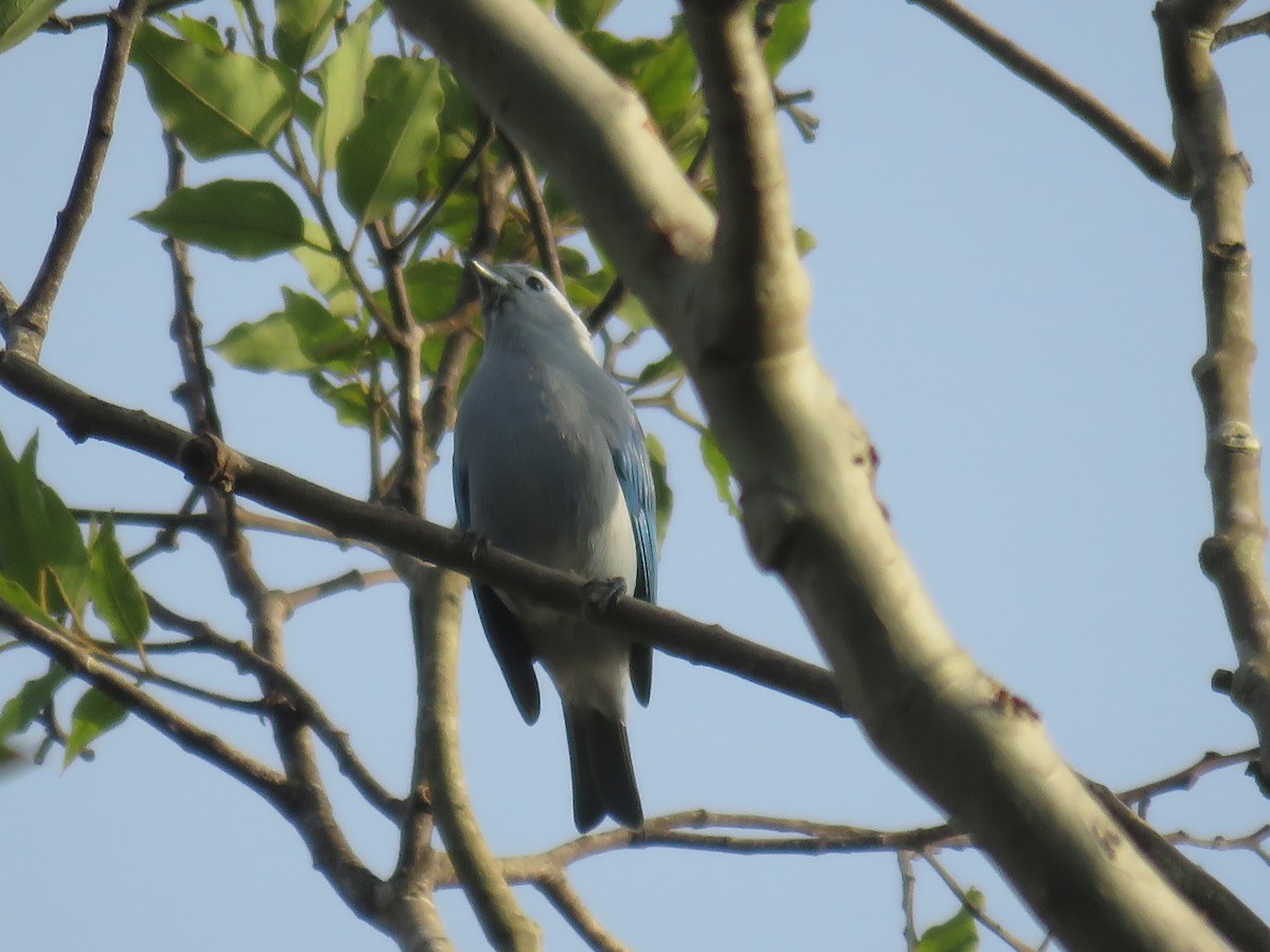 Blue-gray Tanager - ML645004896