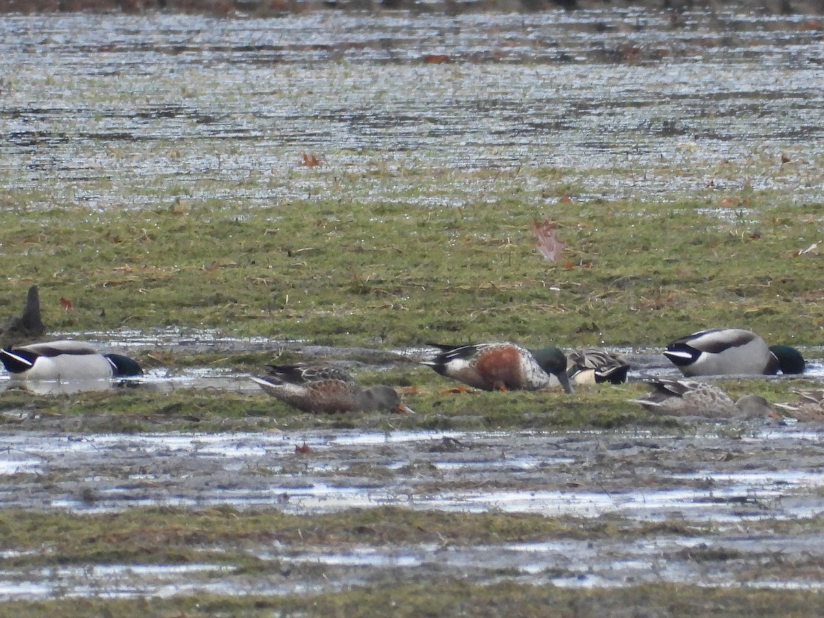 lžičák pestrý - ML645004901