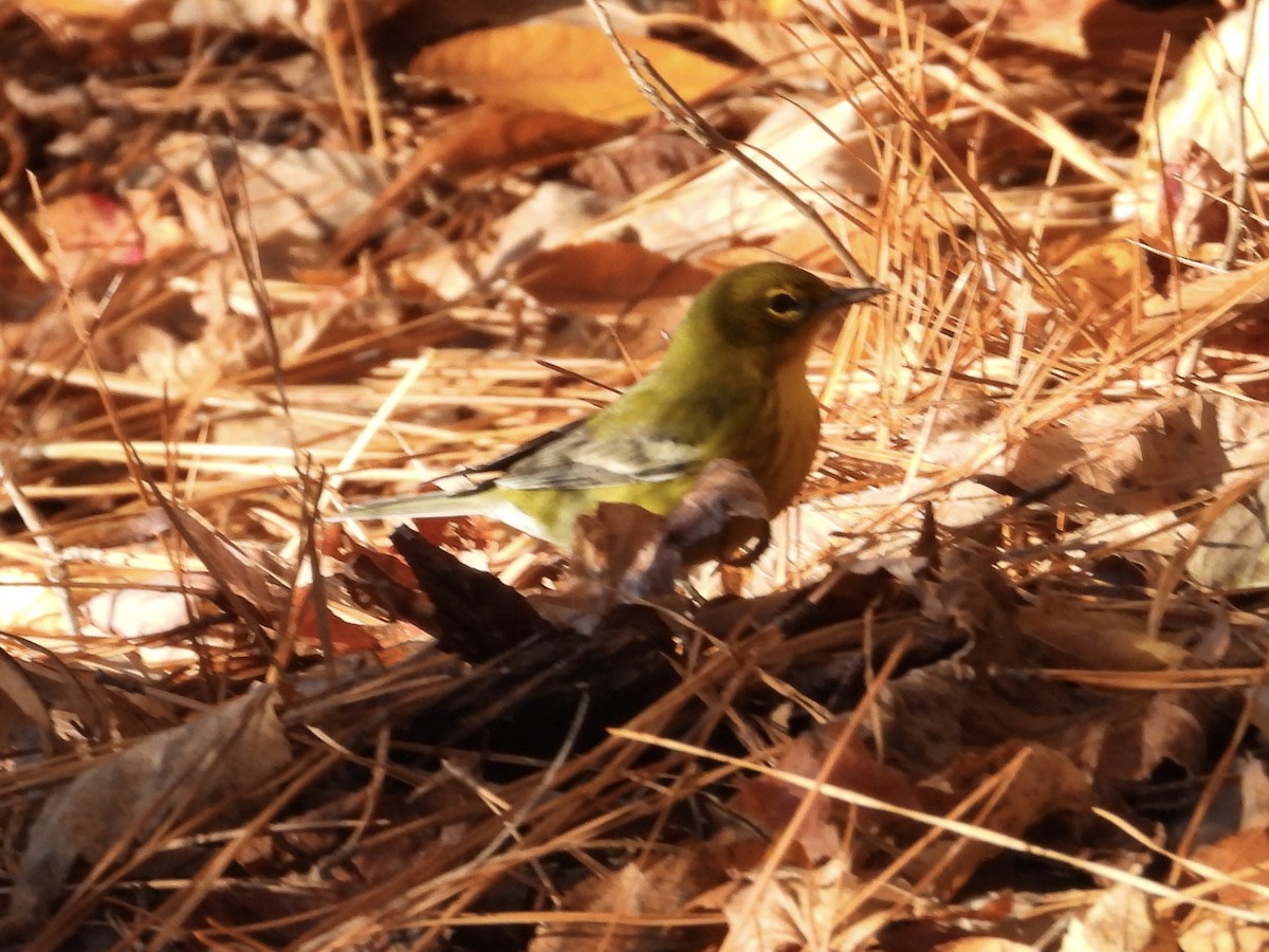 Pine Warbler - ML645004902