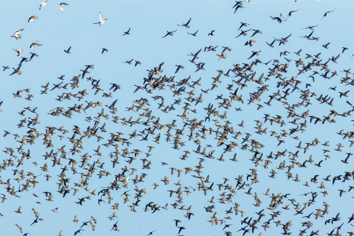 Green-winged Teal - ML645004918