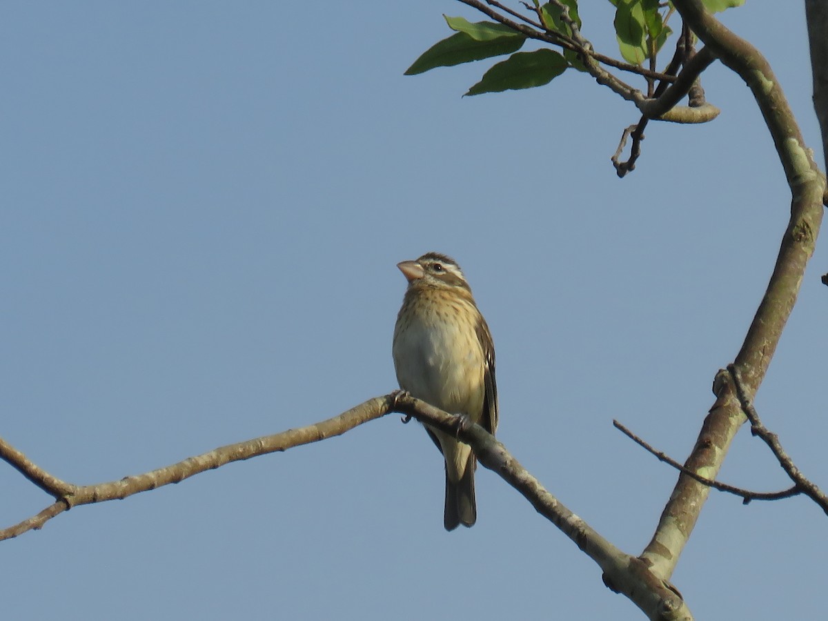 Rose-breasted Grosbeak - ML645004935