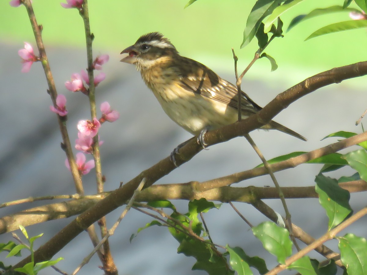 Rose-breasted Grosbeak - ML645004936