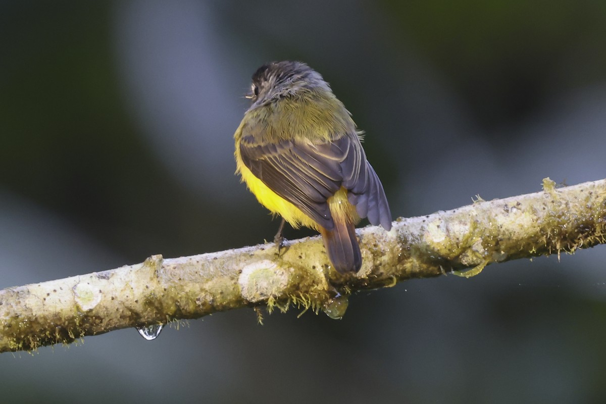 Ornate Flycatcher - ML645004943