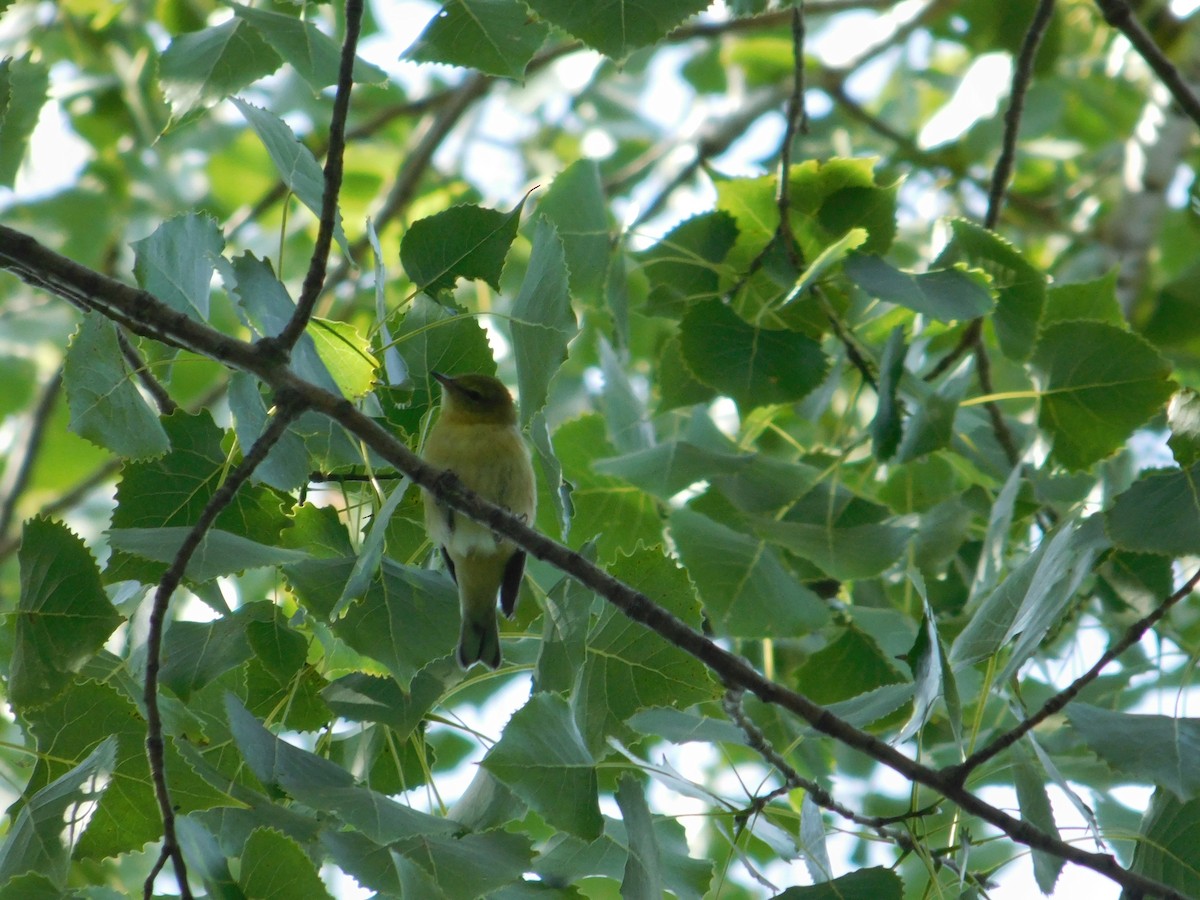 Philadelphia Vireo - ML645004962