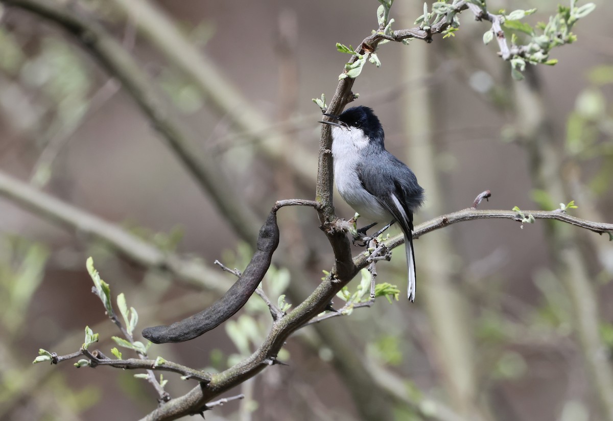 Marañon Gnatcatcher - ML645004984