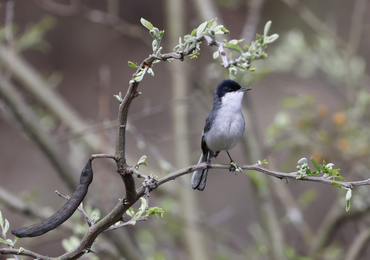 Marañon Gnatcatcher - ML645004985