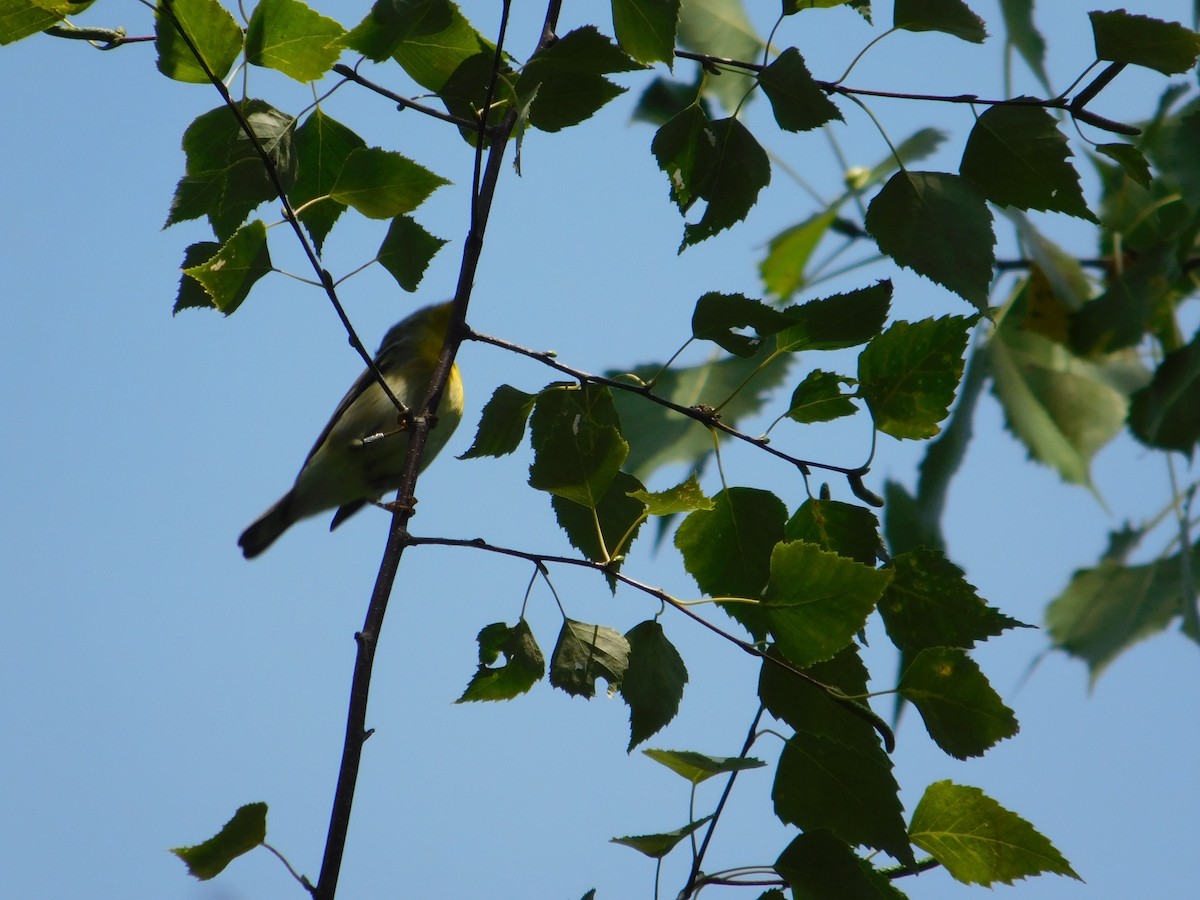 Очковая древесница - ML645004987