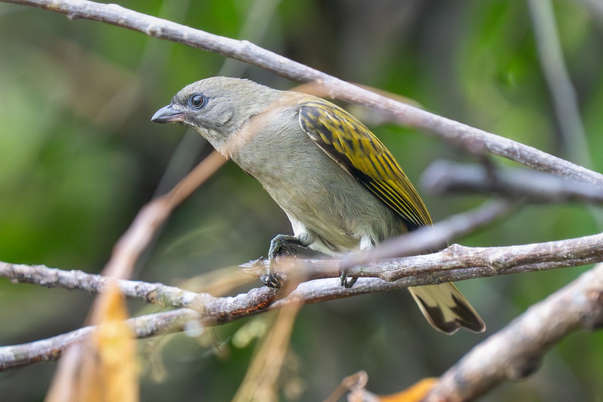 Lesser Honeyguide - ML645005009