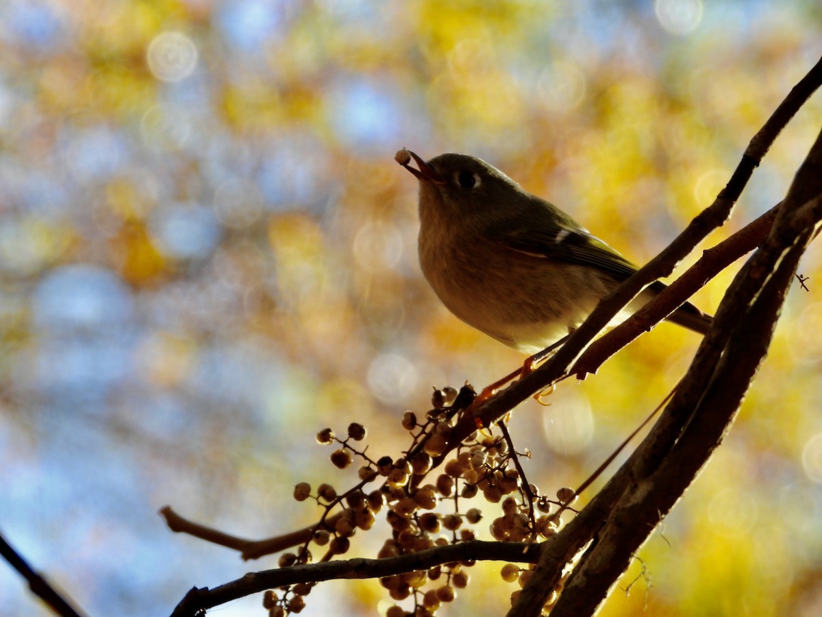 Ruby-crowned Kinglet - ML645005039