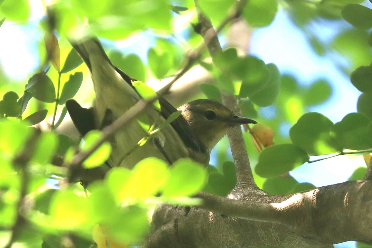 Cape May Warbler - ML645005045