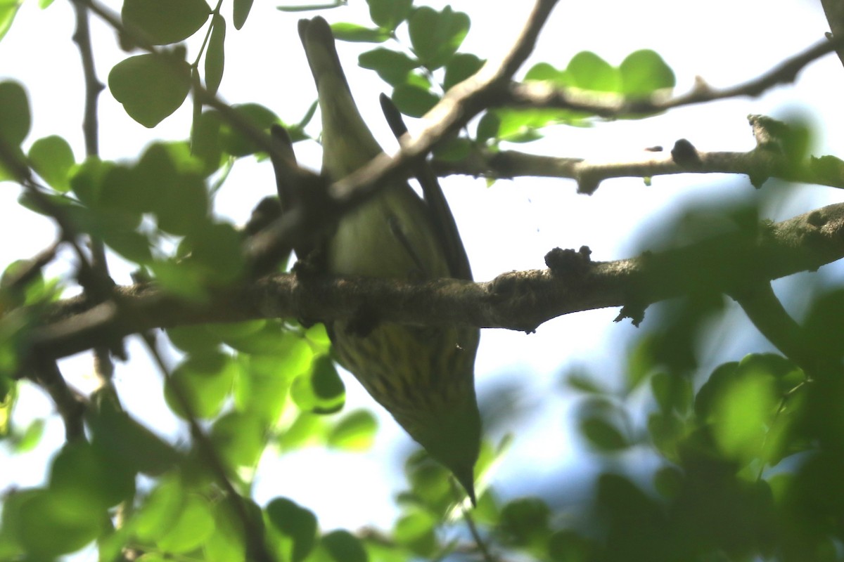 Cape May Warbler - ML645005046