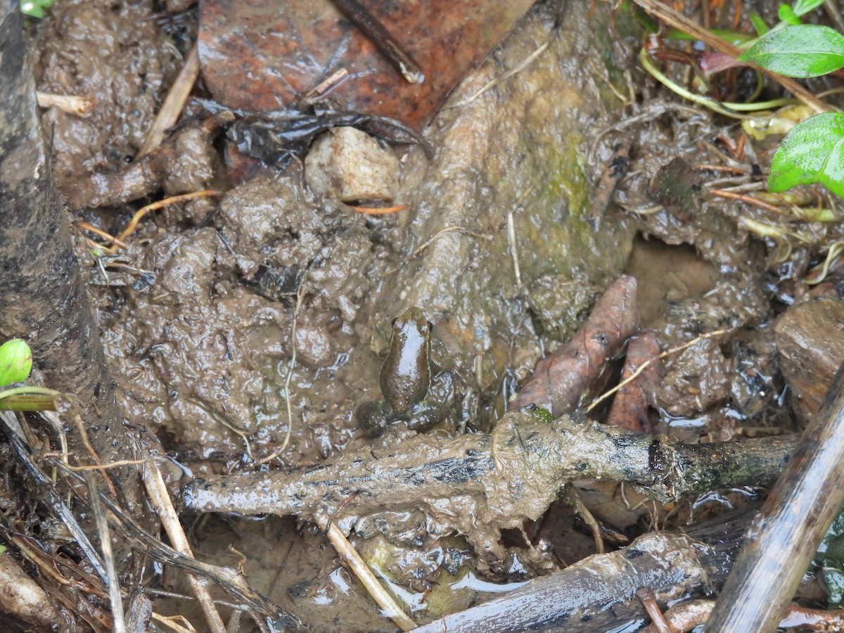 Animals - ML645005058