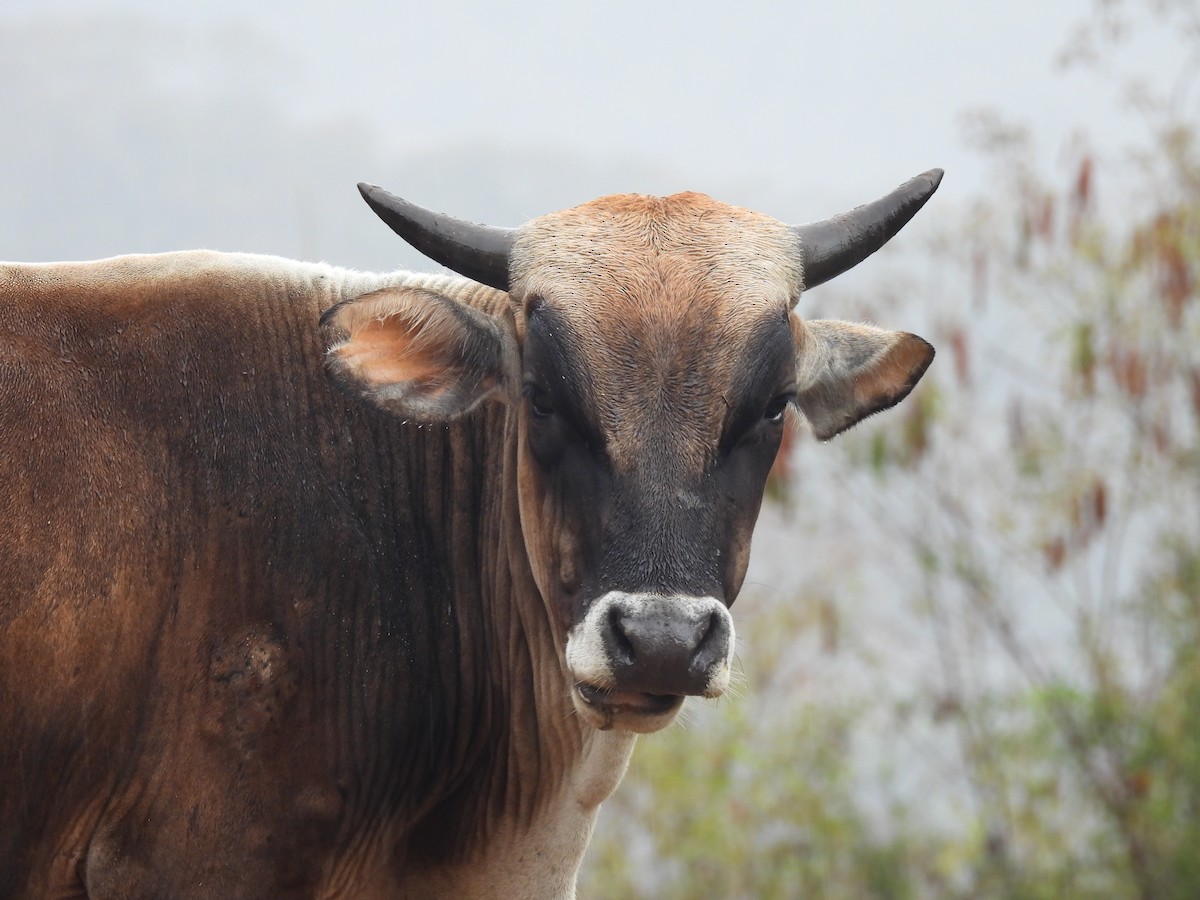 Animals - ML645005059