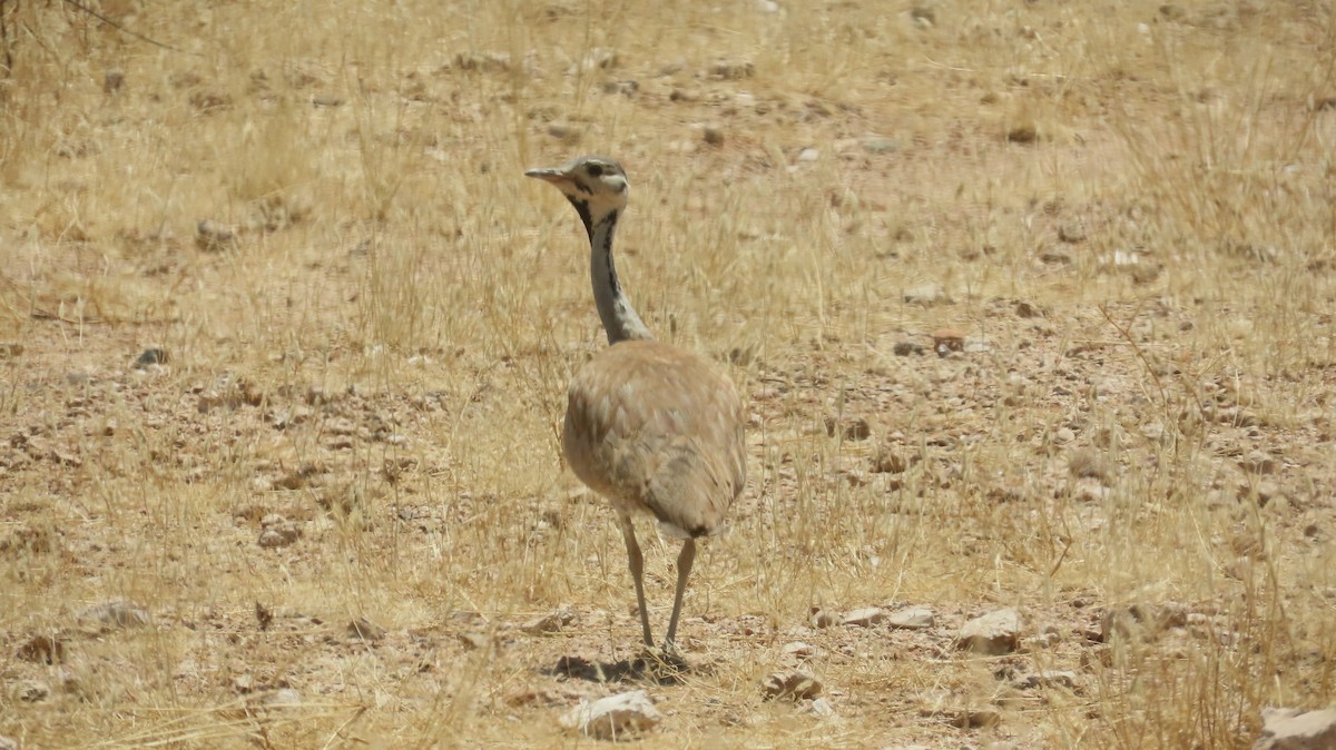 namibtrappe - ML645005063