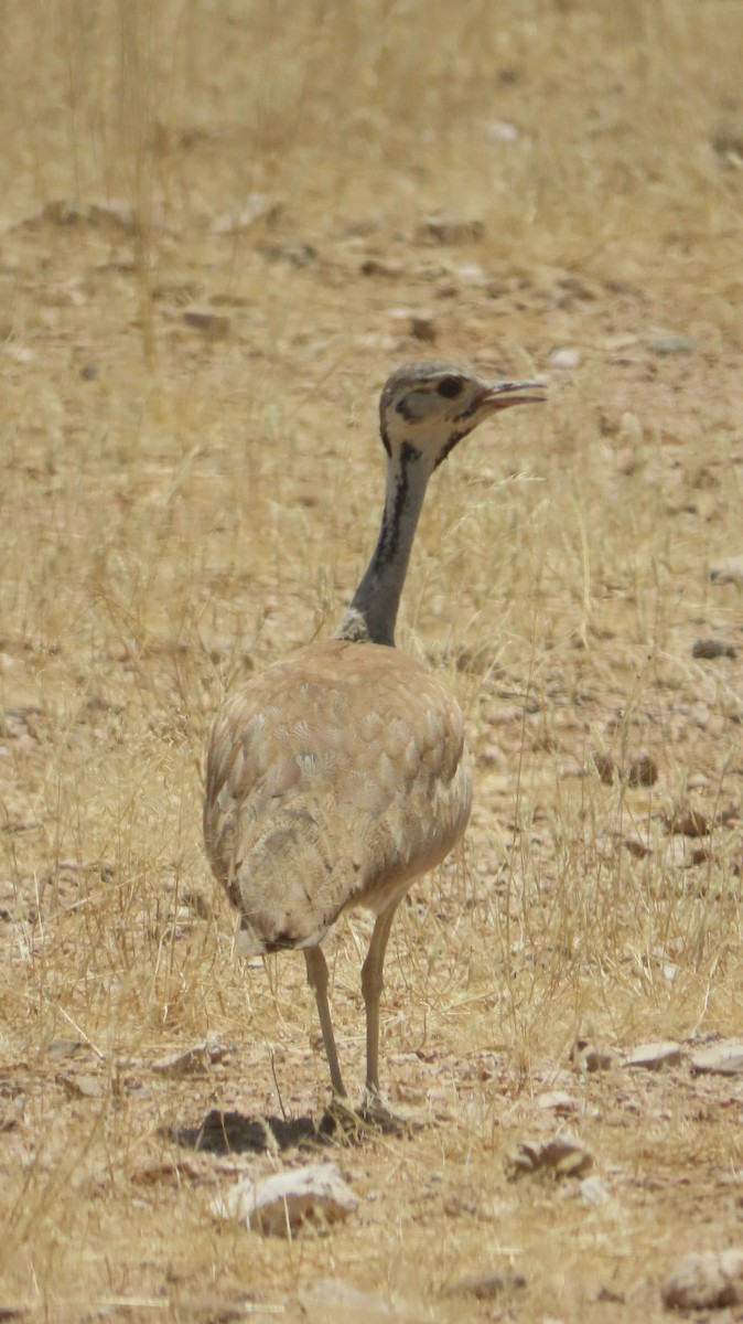 namibtrappe - ML645005066