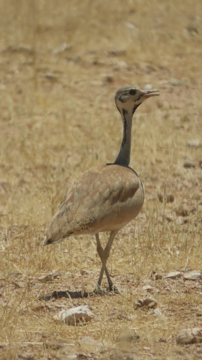 namibtrappe - ML645005067