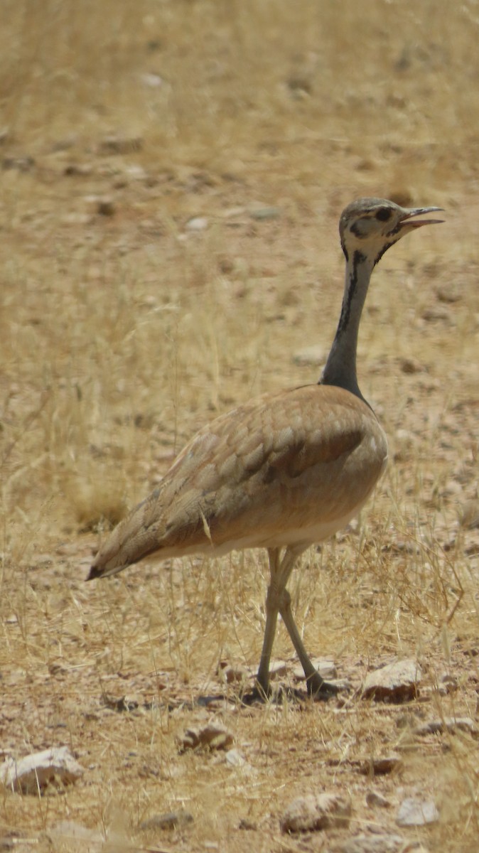 namibtrappe - ML645005068