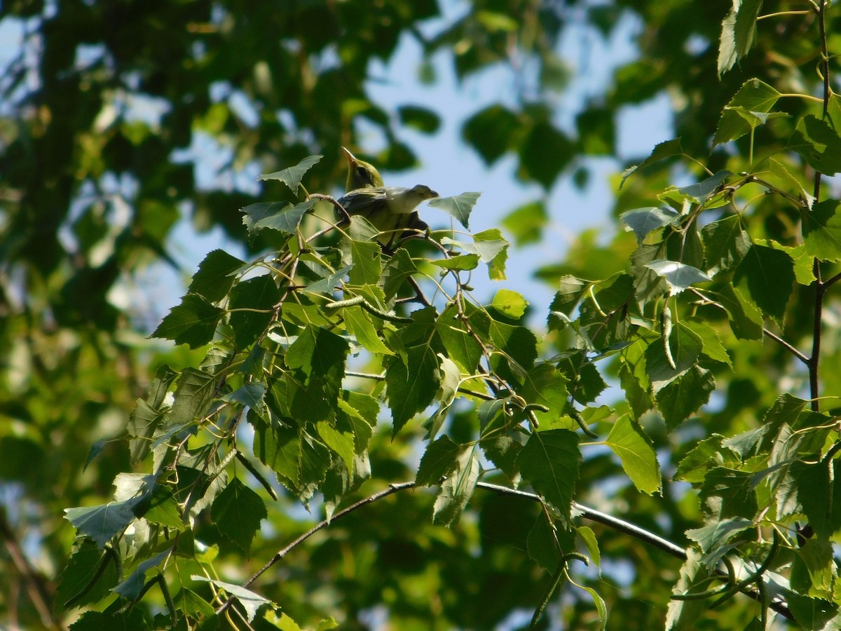 Очковая древесница - ML645005075