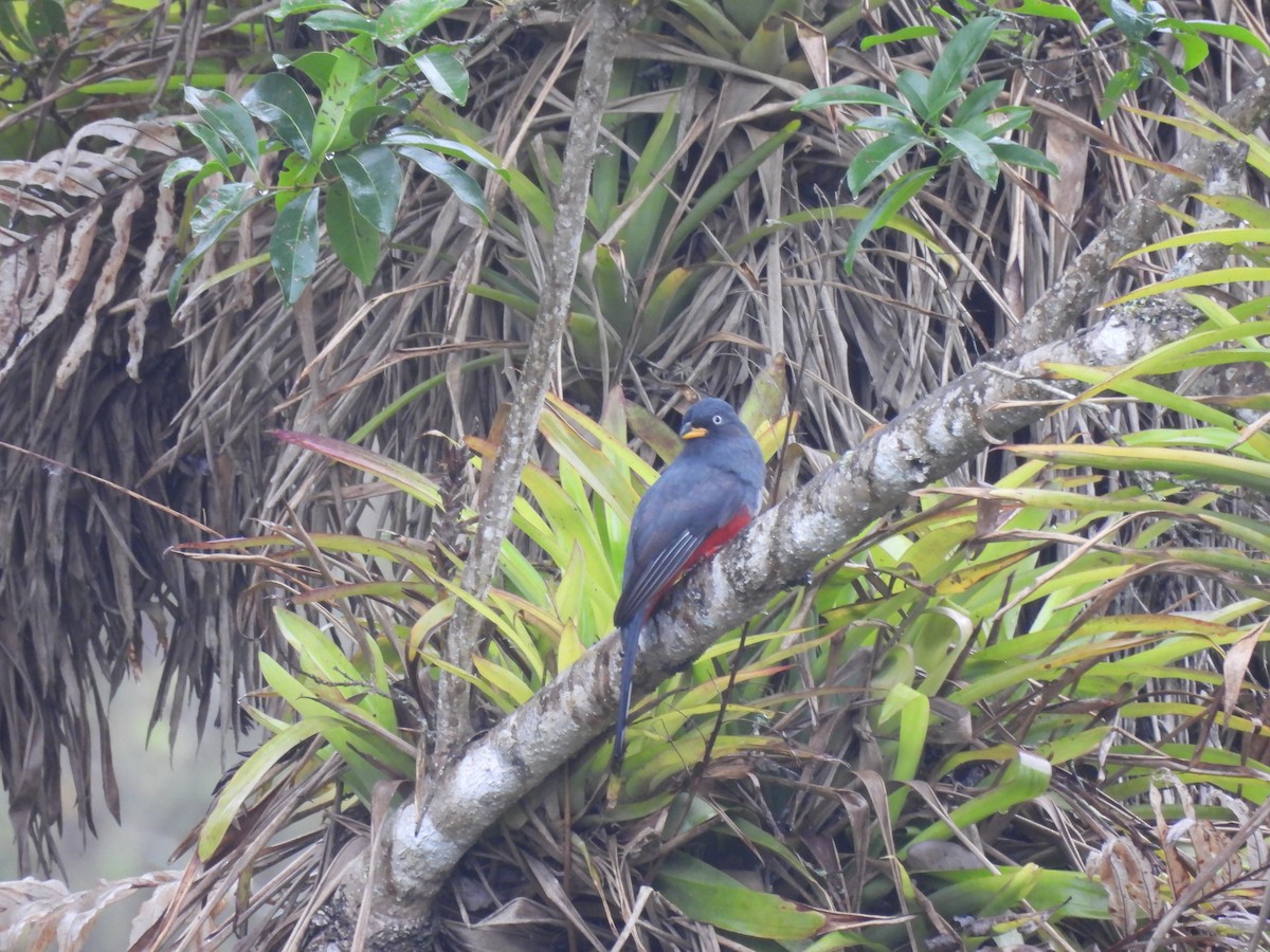 Ecuadorian Trogon - ML645005078