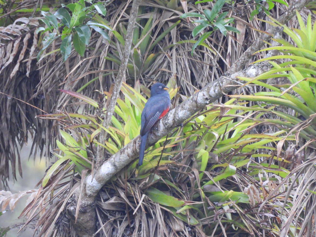 Ecuadorian Trogon - ML645005079