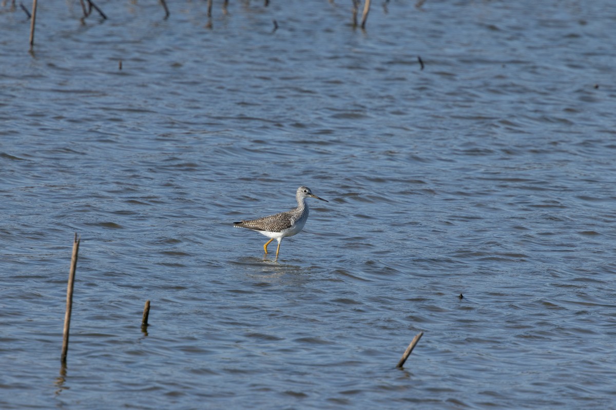 Greater Yellowlegs - ML645005104